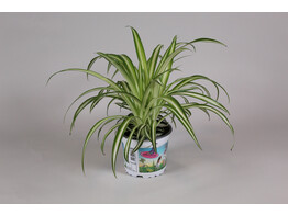 Graslelie - La plante araignee - Chlorophytum tray per 8