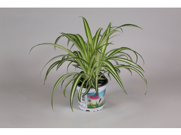 Graslelie - La plante araignee - Chlorophytum tray per 8