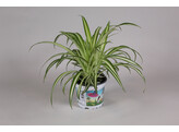 Graslelie - La plante araignee - Chlorophytum tray per 8