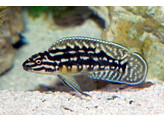 JULIDOCHROMIS MARLIERI 8-9