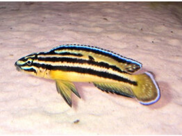 JULIDOCHROMIS REGANI 4-5