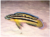 JULIDOCHROMIS REGANI 4-5