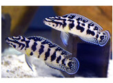 JULIDOCHROMIS TRANSCRIPTUS GOMBI 3 5-4 5