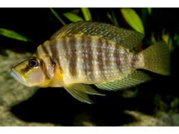 ALTOLAMPROLOGUS COMPRESSICEPS ZAIRE 3 5