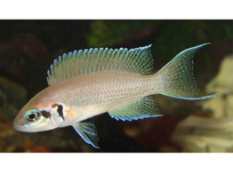 LAMPROLOGUS BRICHARDI 4-5