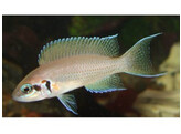 LAMPROLOGUS BRICHARDI 4-5