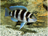 LAMPROLOGUS TRETOCEPHALUS 9-10