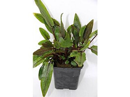 Cryptocoryne species groen