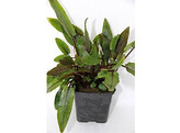 Cryptocoryne species groen