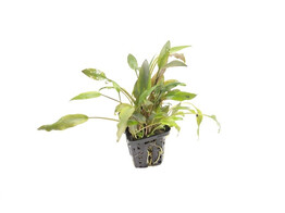 Cryptocoryne species bruin