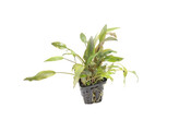 Cryptocoryne species bruin