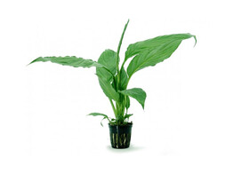 Spathiphyllum groen MP