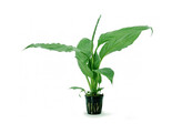 Spathiphyllum groen MP