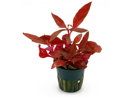 Alternanthera reineckii Rosanervig  pot 