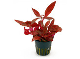 Alternanthera reineckii Rosanervig  pot 