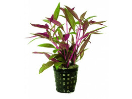 Alternanthera rosaefolia  pot 