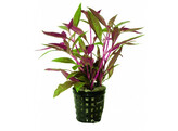 Alternanthera rosaefolia  pot 