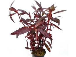 Alternanthera sessilis  pot 