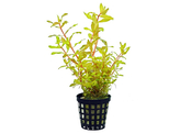 Ammania pedicellata Gold  pot 