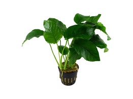 Anubias barteri  pot 