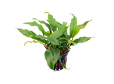 Anubias barteri glabra  pot 