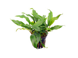 Anubias barteri glabra  pot 