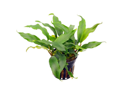 Anubias barteri glabra  pot 