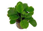 Anubias Bateri sp.  coin leaf   pot 