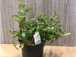 Hygrophila pantanal  wavy 