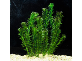 Egeria densa