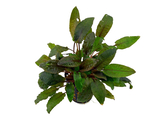 Cryptocoryne beckettii  pot 