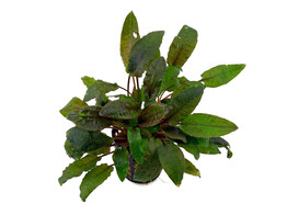 Cryptocoryne beckettii  pot 