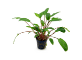 Cryptocoryne beckettii viridifolia  pot 