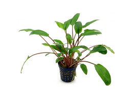 Cryptocoryne beckettii viridifolia  pot 