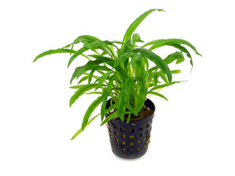 Cryptocoryne costata  pot 