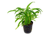 Cryptocoryne costata  pot 