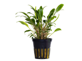 Cryptocoryne lucens  pot 