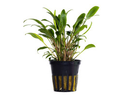 Cryptocoryne lucens  pot 