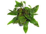 Cryptocoryne purpurea  pot 