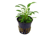 Cryptocoryne species groen / vert  pot 