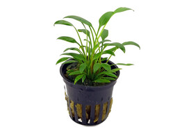 Cryptocoryne species groen / vert  pot 