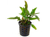 Cryptocoryne usteriana  pot 