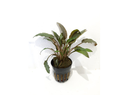 Cryptocoryne wendtii bruin / brun  pot 