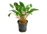 Cryptocoryne wendtii groen / vert  pot 