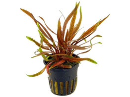 Cryptocoryne wendtii Tropica sp. Flamingo  pot 