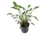 Cryptocoryne willissii  pot 