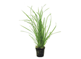 Cyperus helferi  pot 