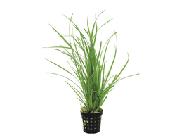 Cyperus helferi  pot 