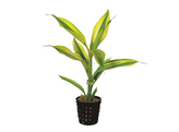 Dracaena sanderiana wit/groen - blanc/vert  pot 