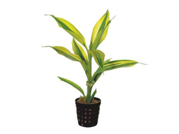 Dracaena sanderiana wit/groen - blanc/vert  pot 